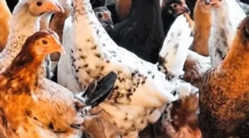 تحديث جديد.. سعر كيلو الفراخ البيضاء في أسواق القليوبية اليوم الأربعاء